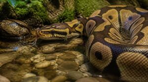 can pet snakes drown can pet snakes drown