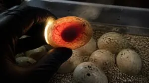 candling fertile eggs candling fertile eggs