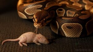 choose prey size and type choose prey size and type