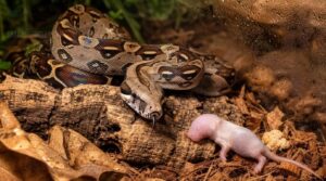choose safe juvenile boa feeders choose safe juvenile boa feeders