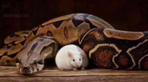 choosing the right prey girth choosing the right prey girth