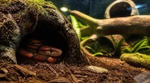 do corn snakes need hides do corn snakes need hides