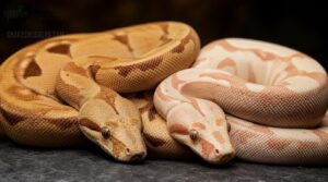dominant and codominant boa morphs dominant and codominant boa morphs