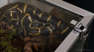 escape-proof terrarium lids escape-proof terrarium lids