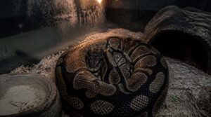 habitat problems that reduce appetite habitat problems that reduce appetite