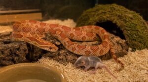 hoppers for growing snakes hoppers for growing snakes