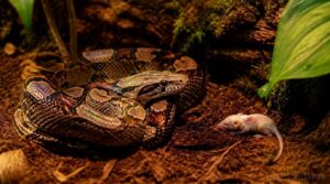 juvenile boa feeding schedule juvenile boa feeding schedule