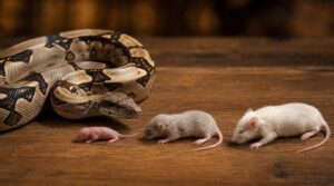 juvenile feeder sizes juvenile feeder sizes