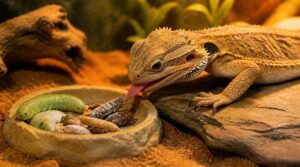 juvenile protein needs juvenile protein needs
