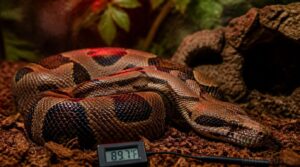 monitoring boa heat safely monitoring boa heat safely