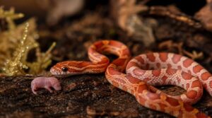 pinkies for hatchlings pinkies for hatchlings