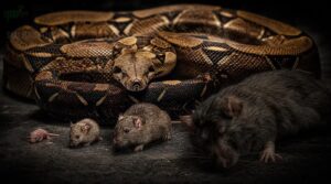 prey size mistakes to avoid prey size mistakes to avoid