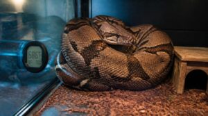 recognizing stress signs in boas recognizing stress signs in boas