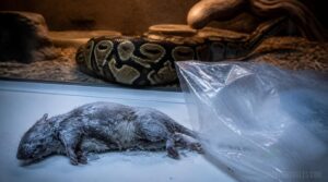 spoiled or freezer-burned prey spoiled or freezer-burned prey