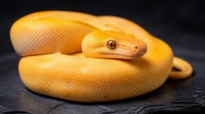 super banana morph super banana morph