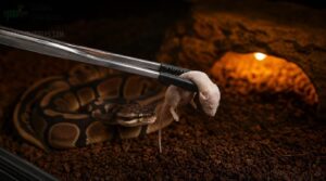 use long feeding tongs use long feeding tongs
