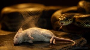 warm prey correctly warm prey correctly