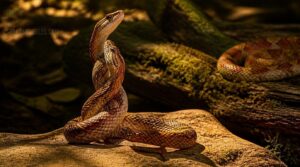 what are male snake mating displays what are male snake mating displays