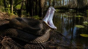 white-mouth defensive display white-mouth defensive display