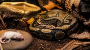 why snakes stop eating why snakes stop eating