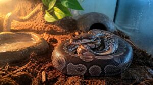 axanthic ball python care and ownership axanthic ball python care and ownership