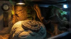 ball python lighting essentials: uvb, uva, and daylight ball python lighting essentials: uvb, uva, and daylight