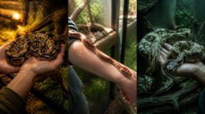 best handling frequency by snake species best handling frequency by snake species