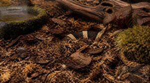 best kingsnake substrates best kingsnake substrates
