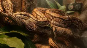 boa constrictors: best all-around large snake boa constrictors: best all-around large snake