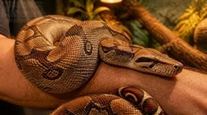 boa imperator: common pet boas boa imperator: common pet boas