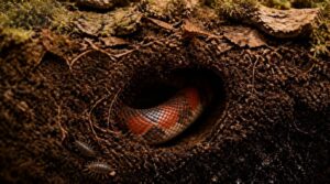 burrowing depth burrowing depth