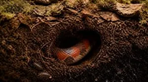 burrowing depth burrowing depth