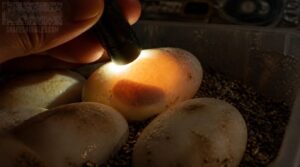 candle eggs midway candle eggs midway