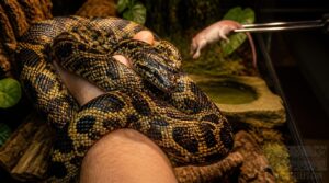 carpet python feeding, handling, and health care carpet python feeding, handling, and health care