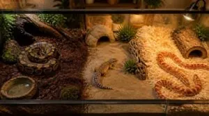 choosing substrate by reptile type choosing substrate by reptile type