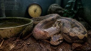 common causes in pet snakes common causes in pet snakes