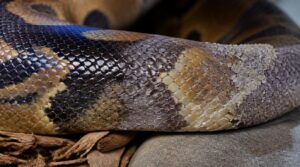 common scale discoloration causes common scale discoloration causes