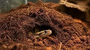 deep burrowing substrate options deep burrowing substrate options