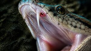 does fang loss harm a snake does fang loss harm a snake