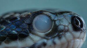 dull milky eye surface dull milky eye surface