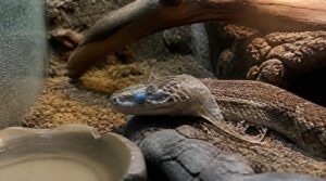 factors that slow shedding factors that slow shedding