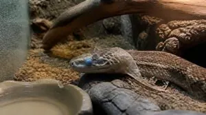 factors that slow shedding factors that slow shedding