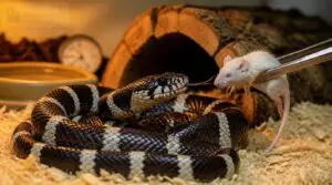 feed your kingsnake safely feed your kingsnake safely