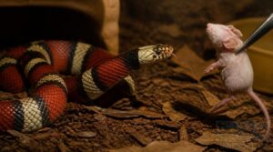 feeding and nutrition for milk snakes feeding and nutrition for milk snakes