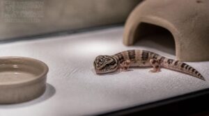 hatchling and quarantine setups hatchling and quarantine setups