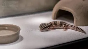 hatchling and quarantine setups hatchling and quarantine setups