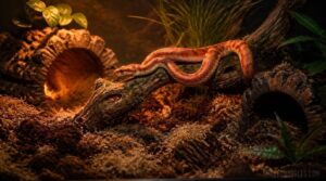 hides, substrate, and enrichment hides, substrate, and enrichment