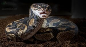 hissing hissing