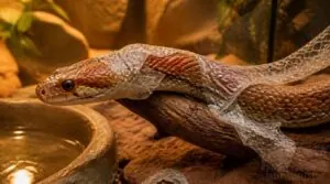 how long snake shedding takes how long snake shedding takes