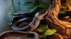 how to support healthy shedding how to support healthy shedding